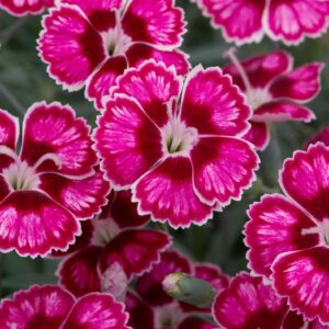 Dianthus 'Flutterburst' Perennial Plug Plants Pack x6