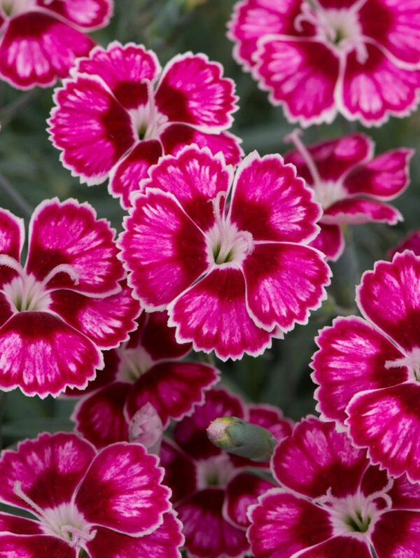 Dianthus 'Flutterburst' Perennial Plug Plants Pack x6