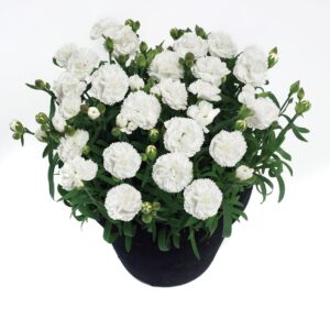Dianthus Sunflor® 'White Cosmos' Pinks Perennial Garden Plug Plants Pack x6