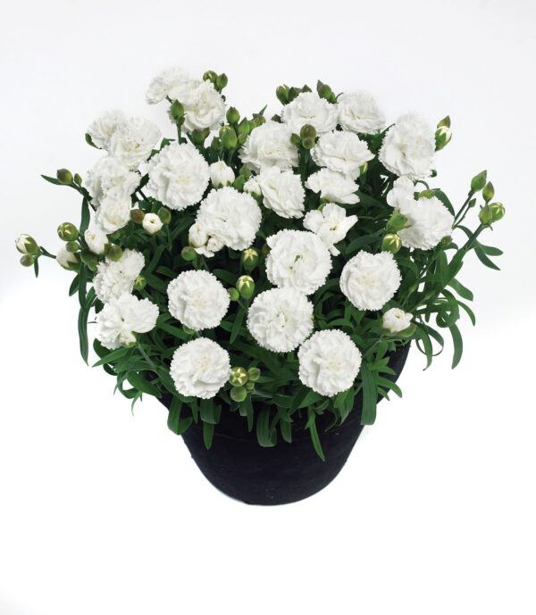 Dianthus Sunflor® 'White Cosmos' Pinks Perennial Garden Plug Plants Pack x6
