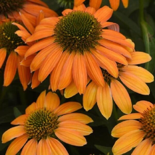 Echinacea (Coneflower) Lakota ® Orange Perennial Plug Plants Pack x6