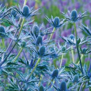 Eryngium x Zabelii Big Blue (Blue Thistle) Perennial 90mm Pot Plants Pack x3