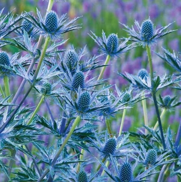 Eryngium x Zabelii Big Blue (Blue Thistle) Perennial 90mm Pot Plants Pack x3