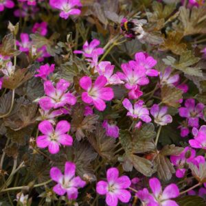 Hardy Geranium Orkney Cherry Pink Perennial LARGE Plug Plants Pack x3