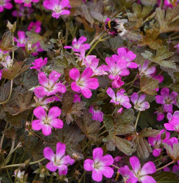 Hardy Geranium Orkney Cherry Pink Perennial LARGE Plug Plants Pack x3