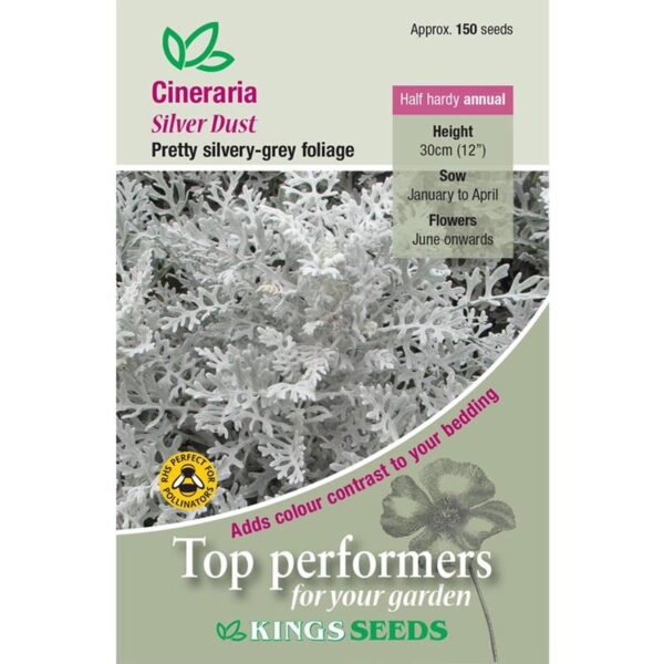 Cineraria Maritime Silver Dust King's Quality Seeds