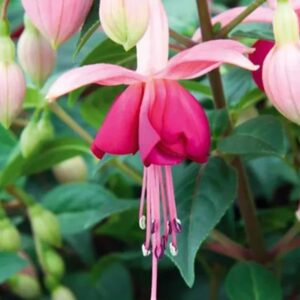 Fuchsia Bush 'Paula Jane' Summer Garden Plug Plants Pack x6