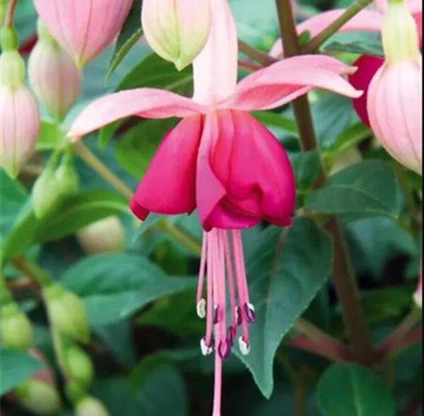Fuchsia Bush 'Paula Jane' Summer Garden Plug Plants Pack x6
