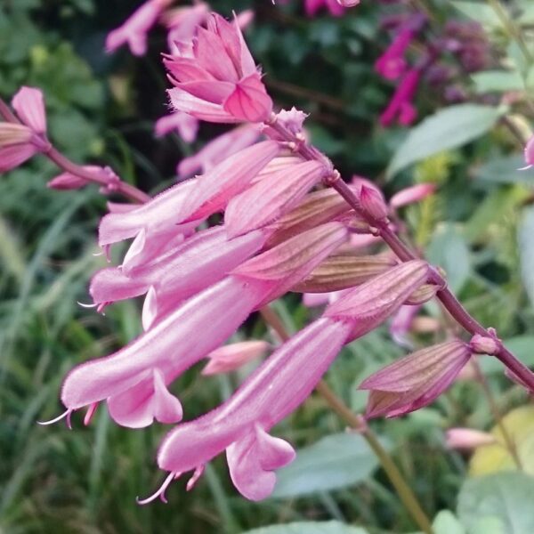 Salvia Kisses & Wishes Perennial Garden Plug Plants Pack x6