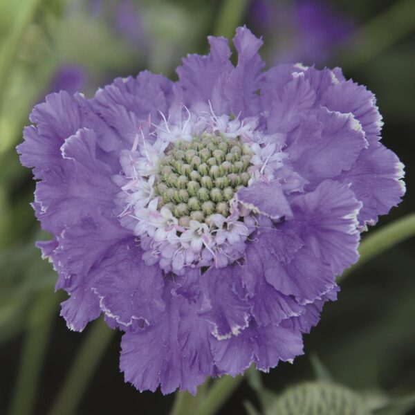 Scabiosa (Pin-Cushion) 'Fama Blue' Perennial LARGE Plug Plants Pack x3