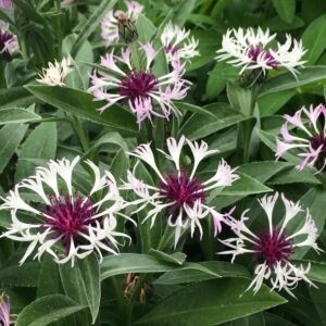 Centaurea Amethyst in Snow™ Perennial 9cm Pot Plants Pack x 3