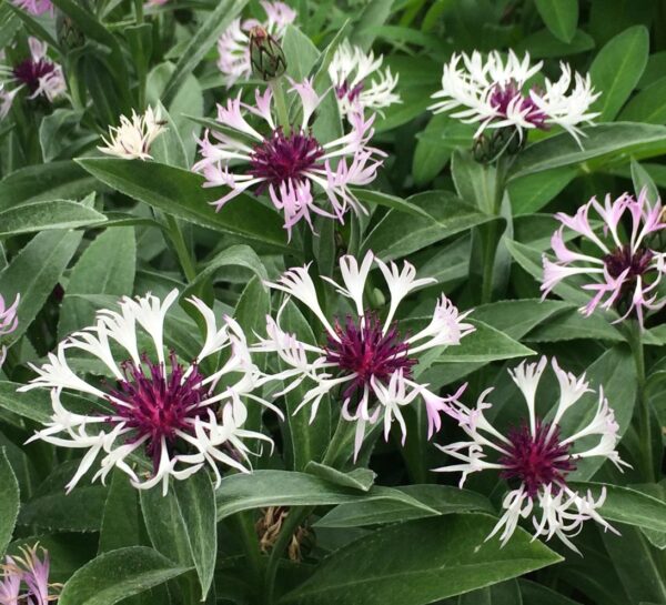 Centaurea Amethyst in Snow™ Perennial 9cm Pot Plants Pack x 3