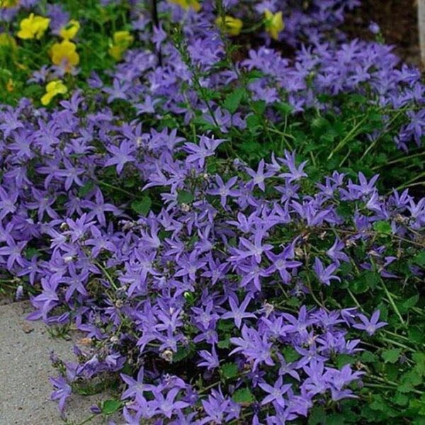 Campanula Poscharskyana Blue Waterfall 9cm Pot Plants Pack x3