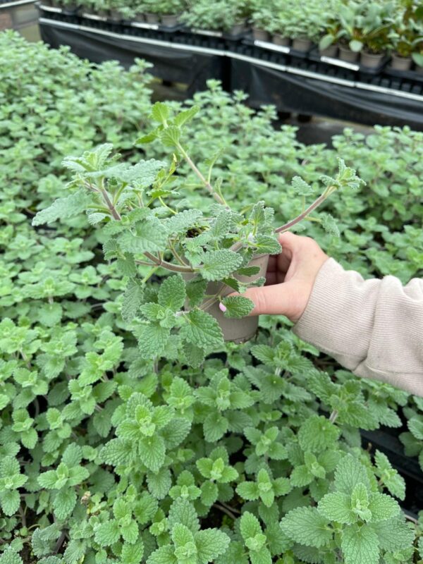 Campanula Poscharskyana Blue Waterfall 9cm Pot Plants Pack x3
