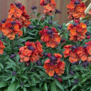Erysimum VIBE Orange LARGE Perennial Wallflower Plug Plants Pack x6