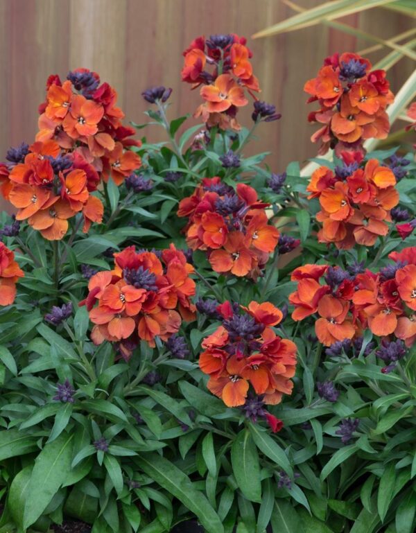 Erysimum VIBE Orange LARGE Perennial Wallflower Plug Plants Pack x6