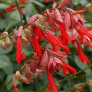 Salvia ˜Embers Wish' Perennial Garden Plug Plants Pack x6