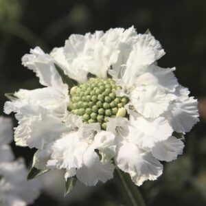 Scabiosa (PinCushion) 'Fama White' Perennial LARGE Plug Plants Pack x3