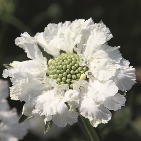 Scabiosa (PinCushion) 'Fama White' Perennial LARGE Plug Plants Pack x3