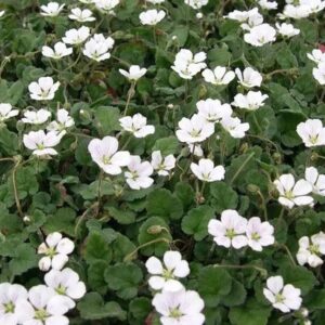 White Erodium Album™ (LARGE) Perennial Garden Alpine Plug Plants Pack x6