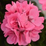 Geranium Zonal Dolce 'Light Pink' Summer Plug Plants Pack x6