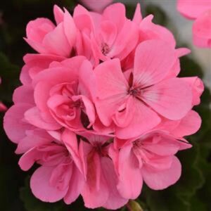 Geranium Zonal Dolce 'Light Pink' Summer Plug Plants Pack x6