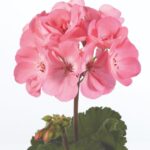 Geranium Zonal Dolce 'Light Pink' Summer Plug Plants Pack x6