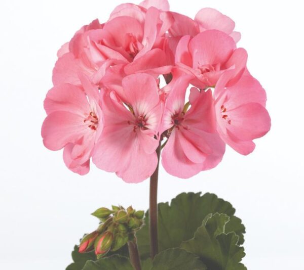 Geranium Zonal Dolce 'Light Pink' Summer Plug Plants Pack x6