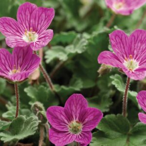 Pink Erodium 'Bishops Form' LARGE Perennial Alpine Plug Plants Pack x6
