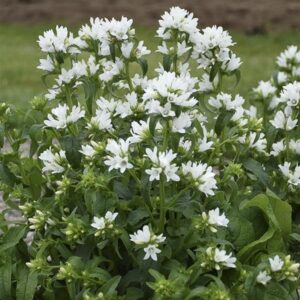 Campanula Glomerata 'Angel Bells' LARGE Plug Plants Pack x3