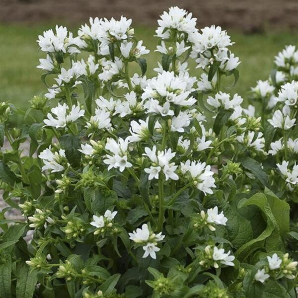 Campanula Glomerata 'Angel Bells' LARGE Plug Plants Pack x3