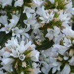 Campanula Glomerata 'Angel Bells' LARGE Plug Plants Pack x3