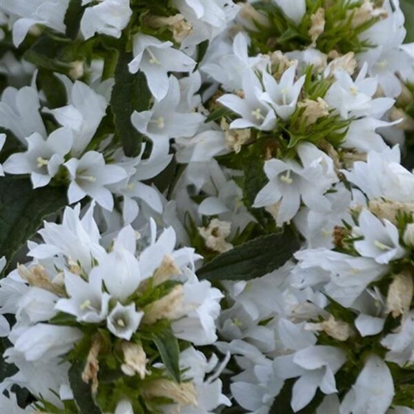 Campanula Glomerata 'Angel Bells' LARGE Plug Plants Pack x3