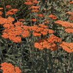 Achillea Millefolium 'Peggy Sue' Perennial LARGE Size Plug Plants Pack x6