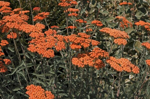 Achillea Millefolium 'Peggy Sue' Perennial LARGE Size Plug Plants Pack x6