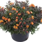Alstroemeria Indian Summer Paradise  LARGE Plug Plants Pack x3