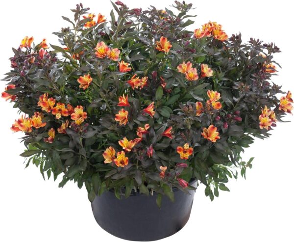 Alstroemeria Indian Summer Paradise  LARGE Plug Plants Pack x3