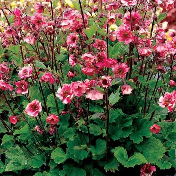 Geum TEMPO™ Rose Perennial LARGE Plug Plants Pack x3