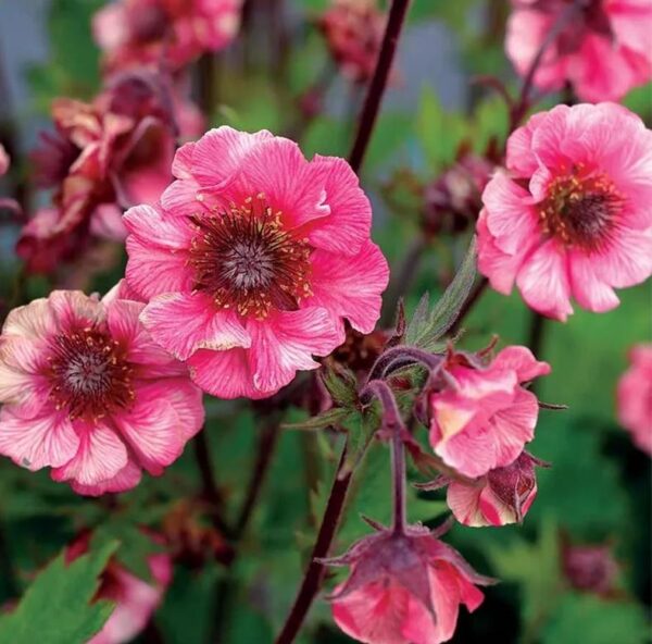 Geum TEMPO™ Rose Perennial LARGE Plug Plants Pack x3