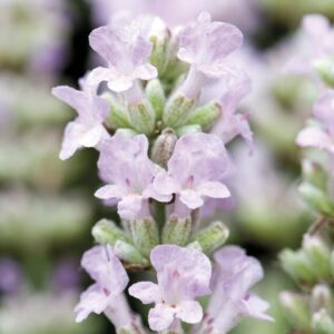 Lavender Lavandula Angustifolia BeeZee® Pink LARGE Plug Plants Pack X6
