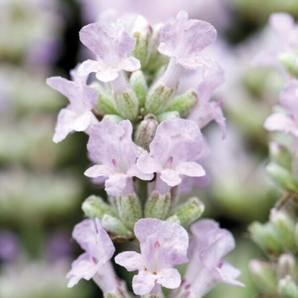 Lavender Lavandula Angustifolia BeeZee® Pink LARGE Plug Plants Pack X6
