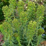 Euphorbia Characias 'Black Pearl' Perennial 9cm Pot Plants Pack x3