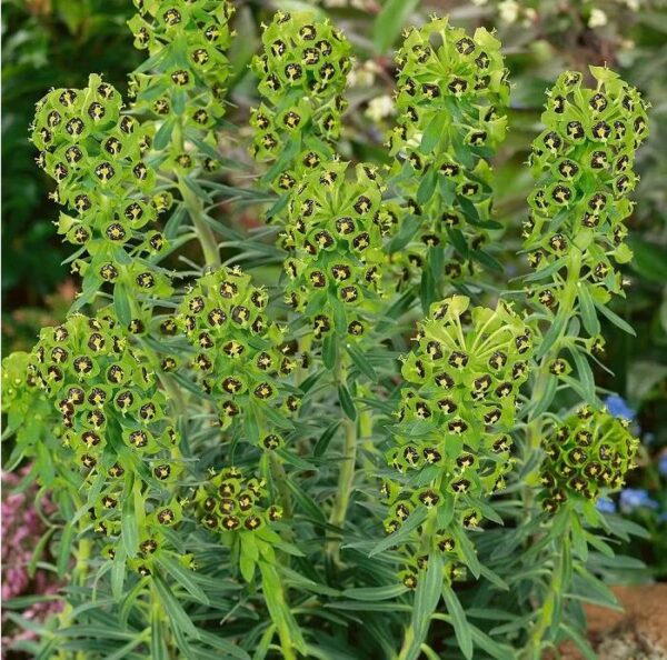 Euphorbia Characias 'Black Pearl' Perennial 9cm Pot Plants Pack x3