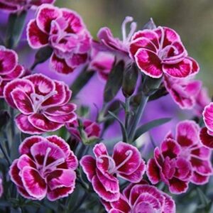 Dianthus Purple Wedding® Perennial Plug Plants Pack x6