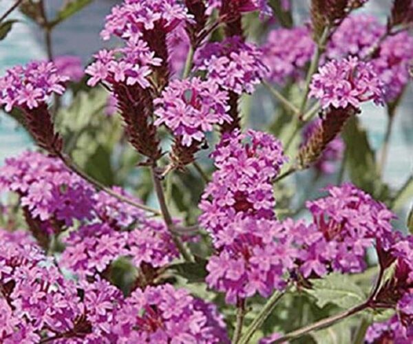 Verbena Hardy Rigida Santos Purple Perennial Plug Plants Pack x6