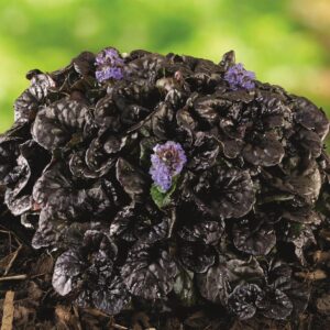 Pack x6 Ajuga Reptans 'Black Scallop' Perennial Garden Plug Plants