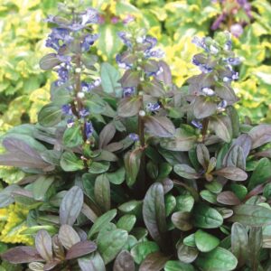 Ajuga Reptans 'Mini Mahogany' Perennial Plug Plants Groundcover Pack x6