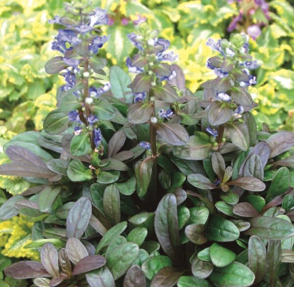 Ajuga Reptans 'Mini Mahogany' Perennial Plug Plants Groundcover Pack x6