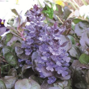 Ajuga Reptans 'Atropurpurea' Evergreen Groundcover Plug Plants Pack x6