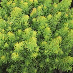 Sedum 'Stonecrop' Winter Lemon Perennial Plug Plants Pack x6
